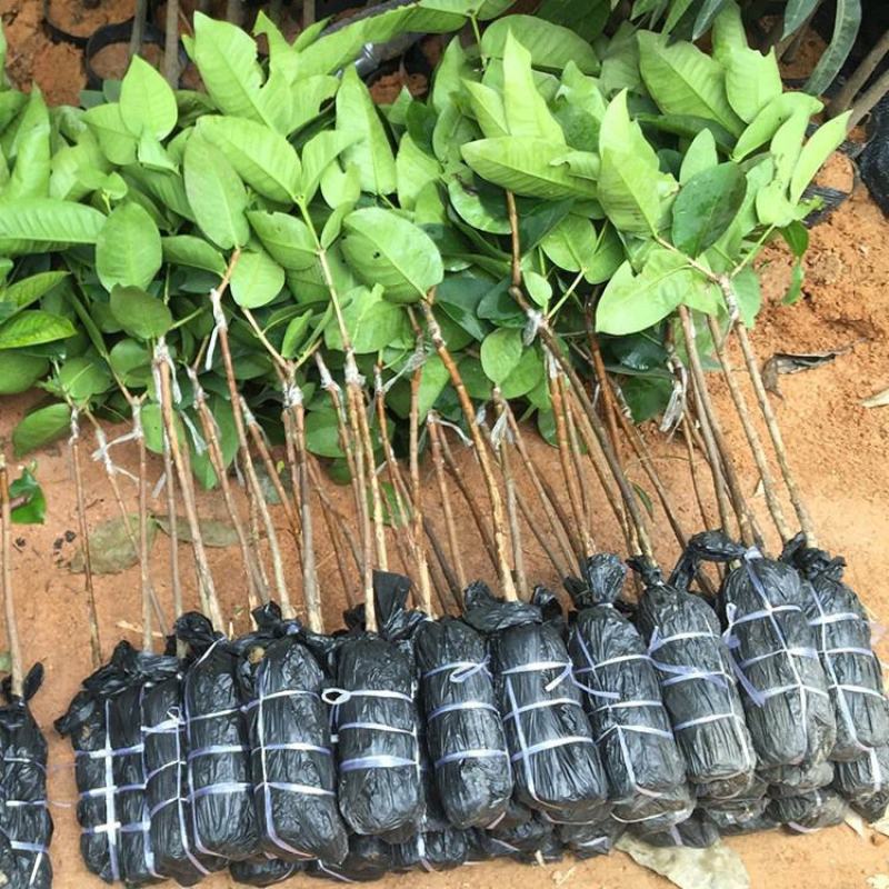 莲雾树苗台湾黑金刚嫁接大叶红莲雾果苗果树盆栽地栽芭比莲雾