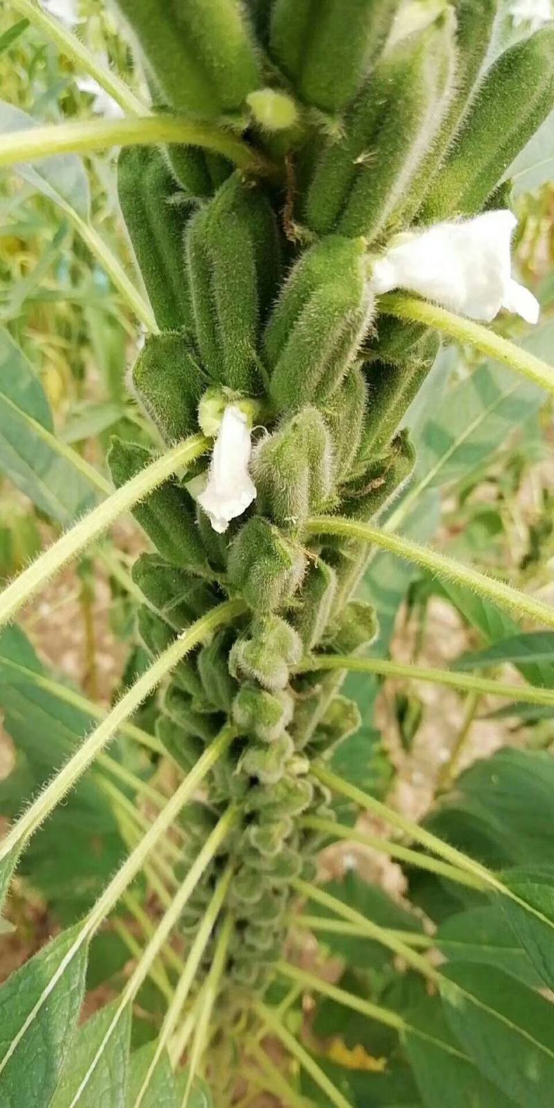 优质黑芝麻白芝麻产量高纯度高产量高出油率高品质好