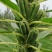 优质黑芝麻白芝麻产量高纯度高产量高出油率高品质好