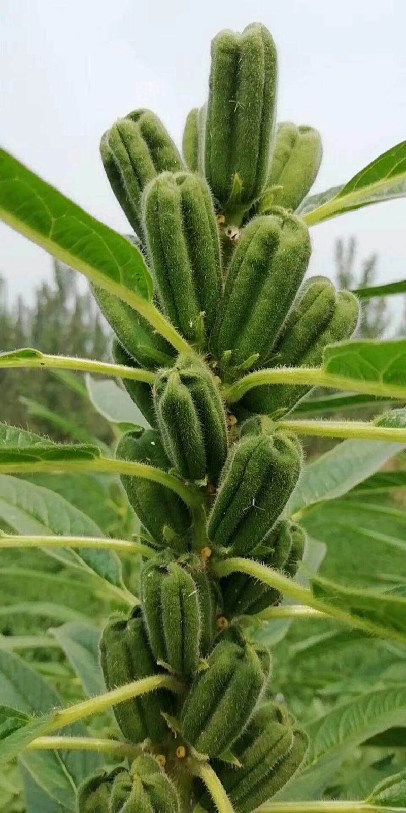 优质黑芝麻白芝麻产量高纯度高产量高出油率高品质好