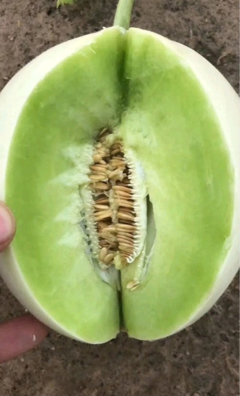 【玉菇甜瓜】海南玉菇甜瓜对接电商商超市场量大从优