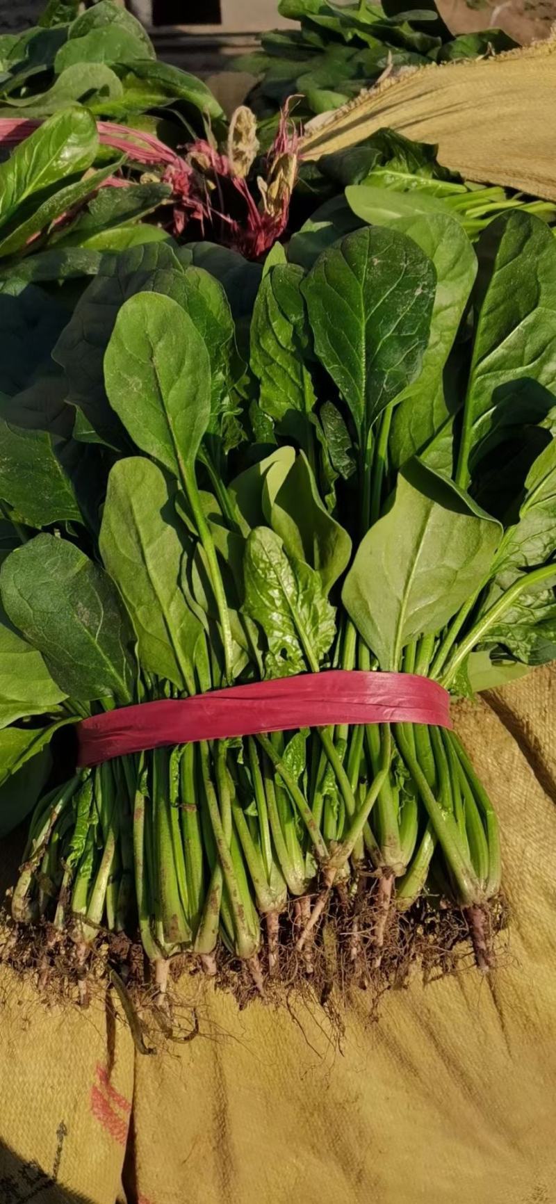 菠菜，越冬菠菜，超市，电商，社区团，产地直发