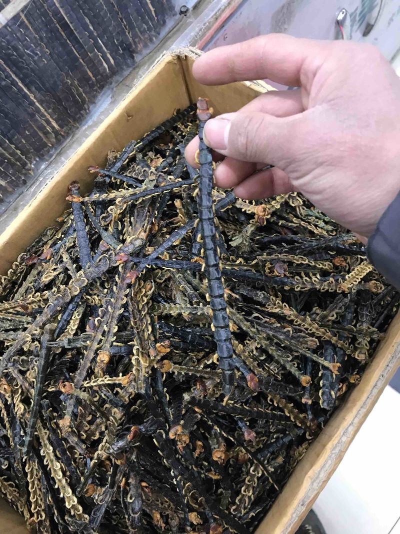 湖北红头蜈蚣质好价优产地直供一手货源