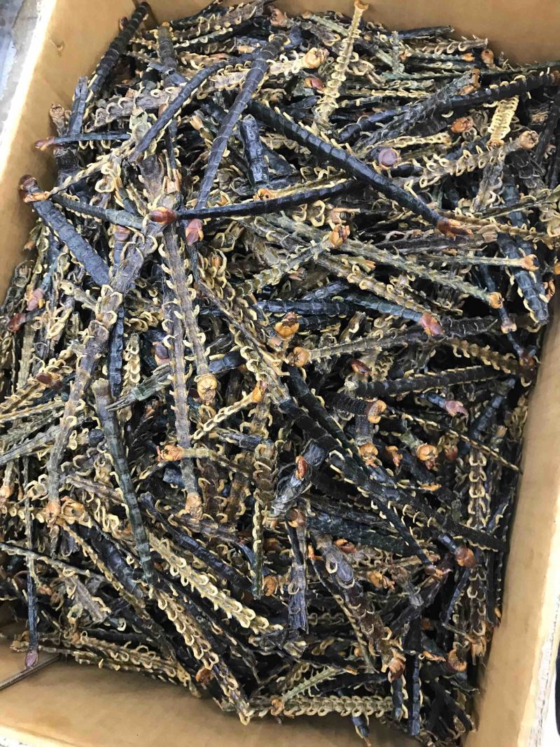 湖北红头蜈蚣质好价优产地直供一手货源