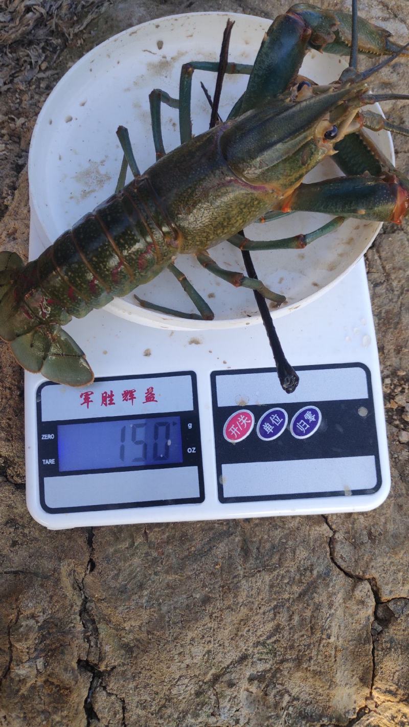 自养澳洲淡水龙虾出售