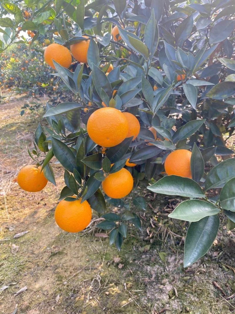 广西高山蜜香橙，个头均匀，60以上果，颜色黄，甜度够
