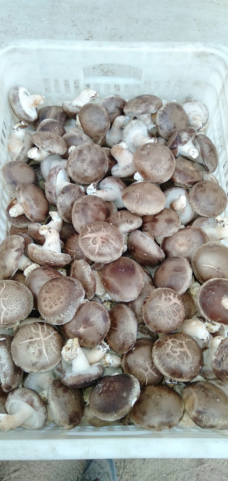 新鲜香菇寻长期合作伙伴