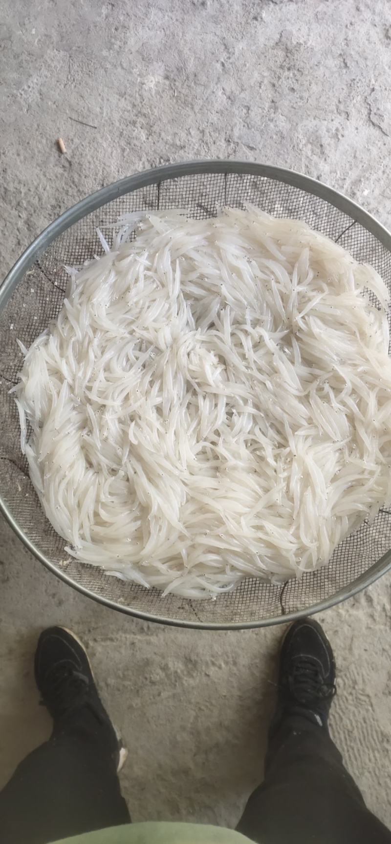 银鱼干银鱼干银鱼干银鱼