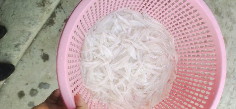 银鱼干银鱼干银鱼干银鱼