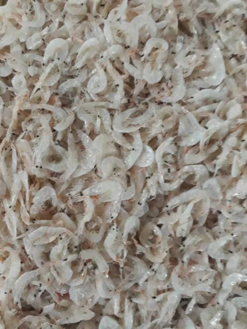 大量低价位无盐虾皮供应中市场走量电商拼多多