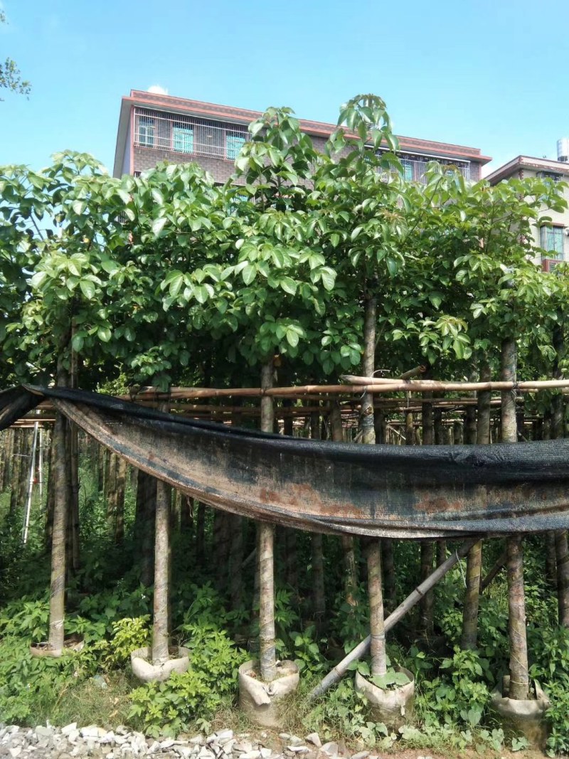 秋枫5公分至20分移植苗