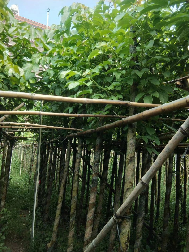 秋枫5公分至20分移植苗