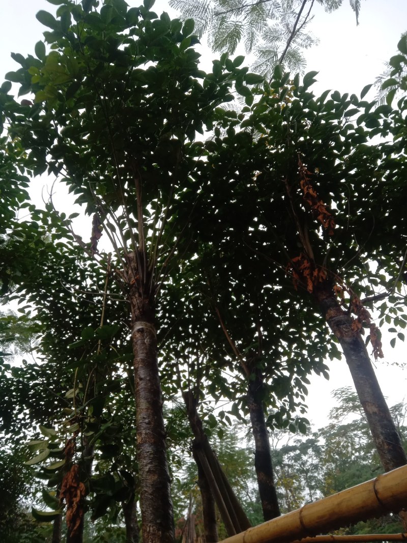 秋枫5公分至20分移植苗
