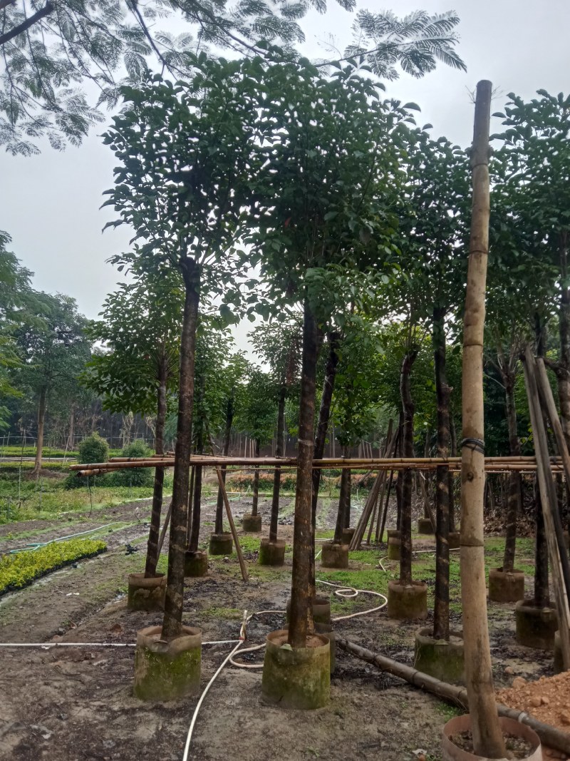 秋枫5公分至20分移植苗