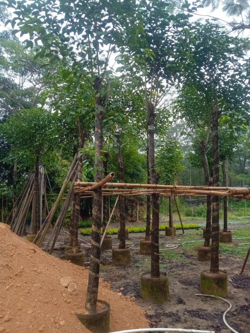 秋枫5公分至20分移植苗