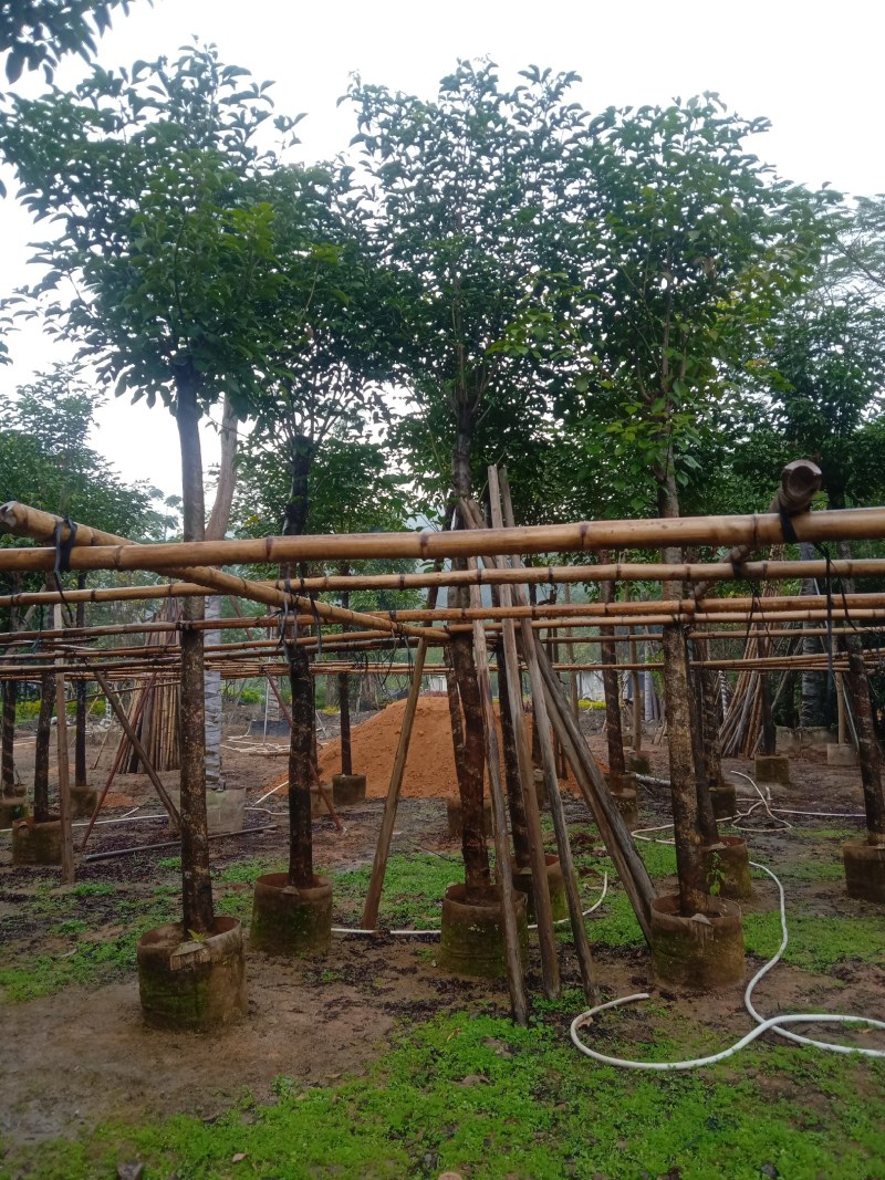 秋枫5公分至20分移植苗