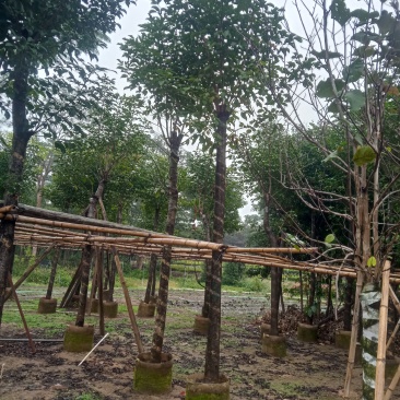 秋枫5公分至20分移植苗