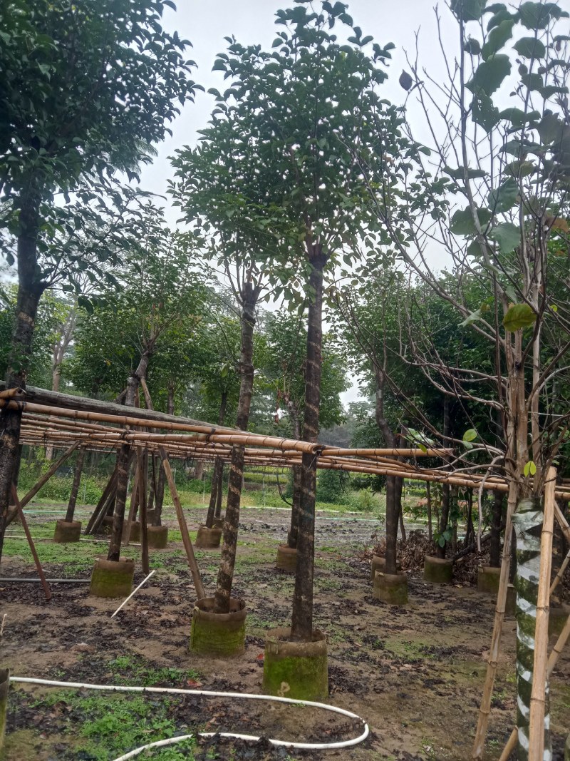 秋枫5公分至20分移植苗