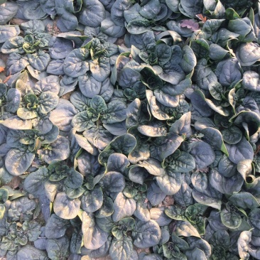 临颖趴地菠菜，圆叶短杆，叶片黑亮肥厚大量上市，欢迎采购