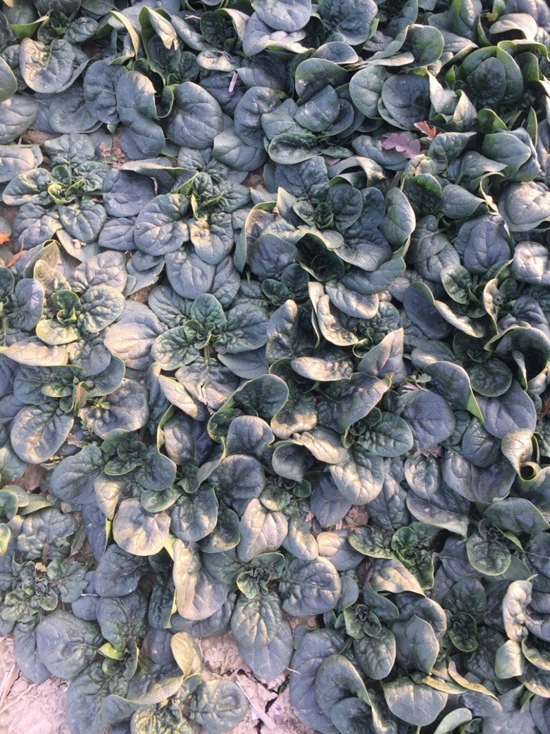 临颖趴地菠菜，圆叶短杆，叶片黑亮肥厚大量上市，欢迎采购