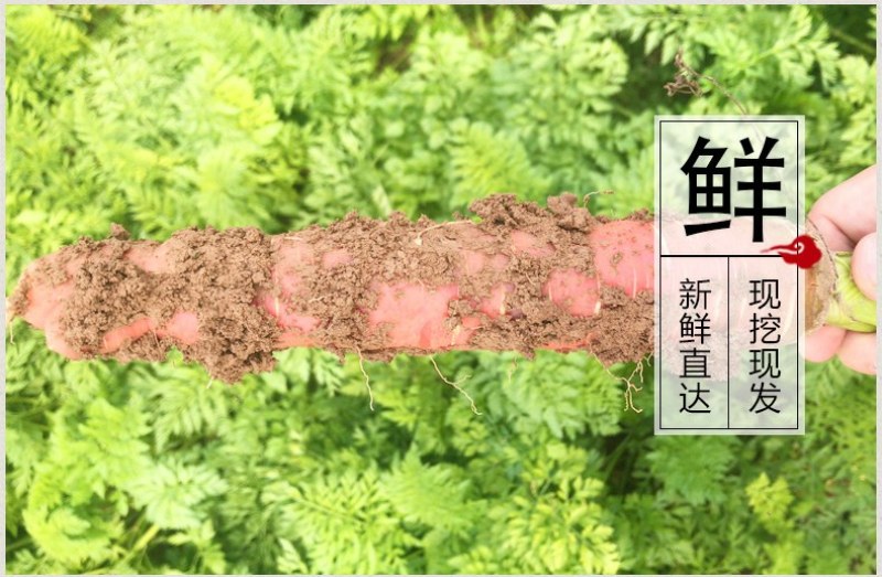 沙地红萝卜一件代发水果萝卜新鲜现挖现发支持电商微商量大从