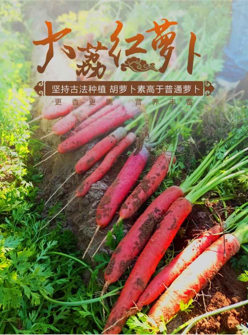 沙地红萝卜一件代发水果萝卜新鲜现挖现发支持电商微商量大从