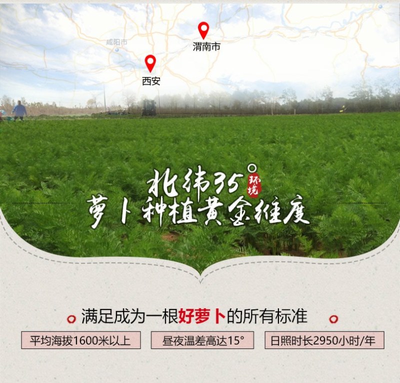 沙地红萝卜一件代发水果萝卜新鲜现挖现发支持电商微商量大从