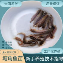 塘角鱼苗鲶鱼苗胡子鲶塘虱三黄塘鲺苗场直批包邮