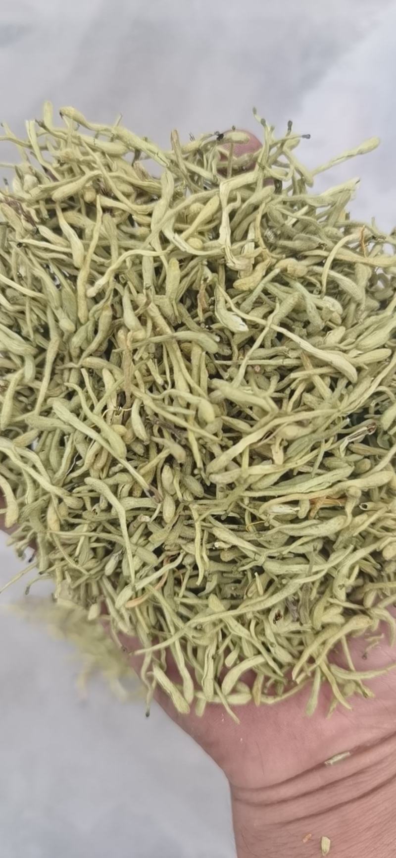 优质河北金银花，常年供应，量大从优，致电有优惠