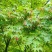 园林绿化苗庭院植物花卉日本红枫苗小叶鸡爪槭苗鸡爪枫苗风景