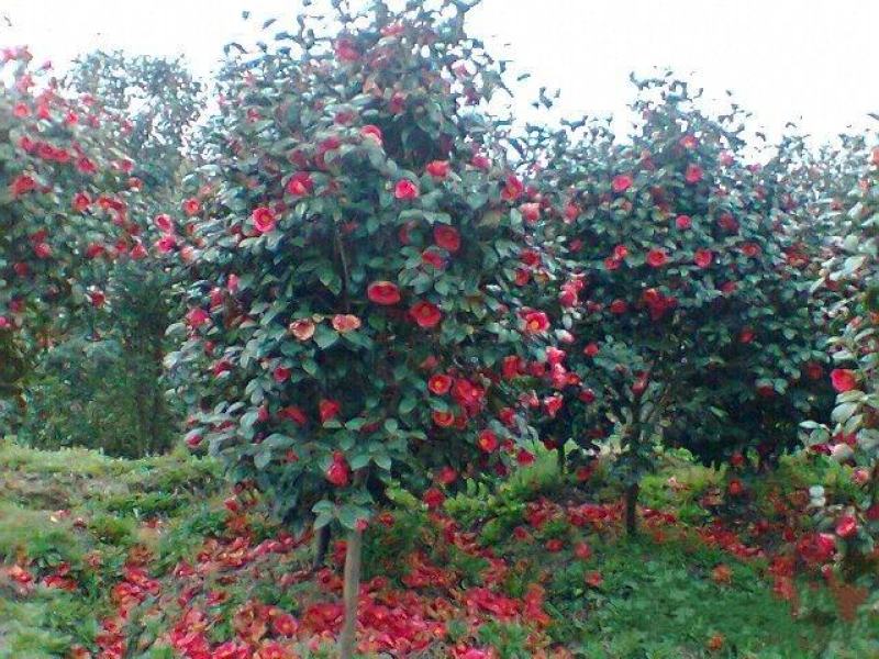 四季常绿庭院高档树苗茶花树苗茶花球耐冬茶花球庭院盆栽茶花