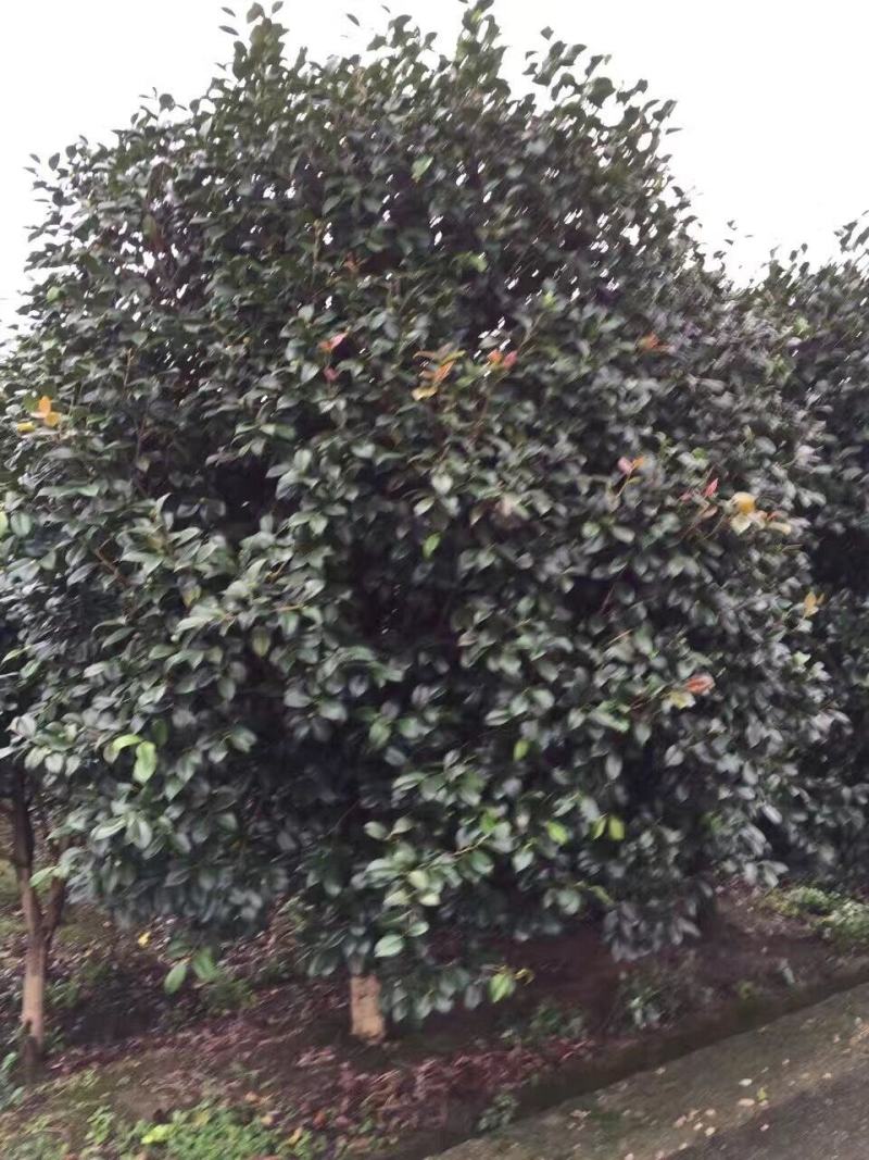 四季常绿庭院高档树苗茶花树苗茶花球耐冬茶花球庭院盆栽茶花