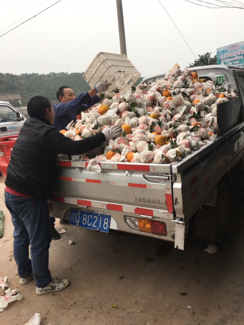 纯甜耙耙柑已开园...水分充足那种..含80%商品