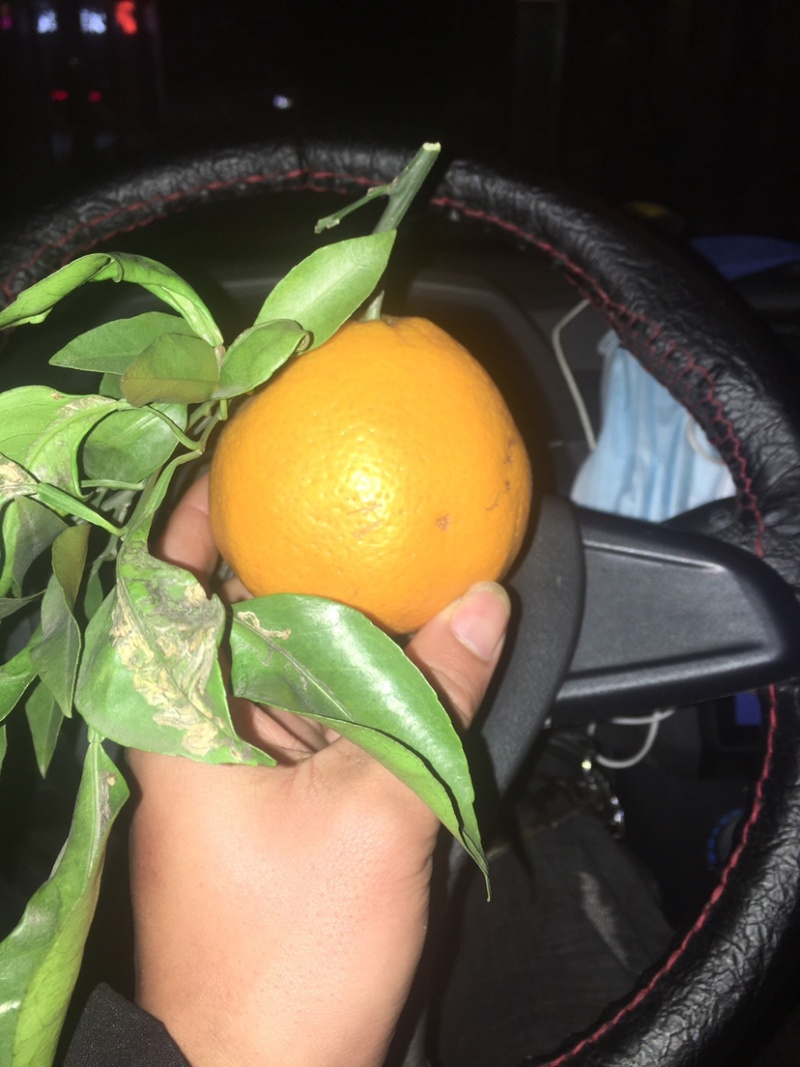 纯甜耙耙柑已开园...水分充足那种..含80%商品