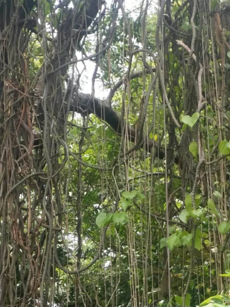 黑苦藤原产地批发，黑苦藤原产地批发