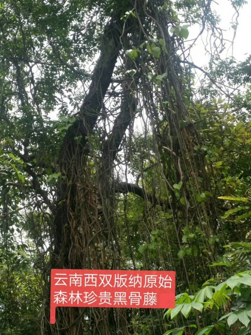 黑苦藤原产地批发，黑苦藤原产地批发