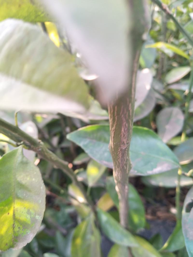 江西商洲2年枳壳苗，药性高