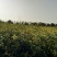 江西商洲2年枳壳苗，药性高