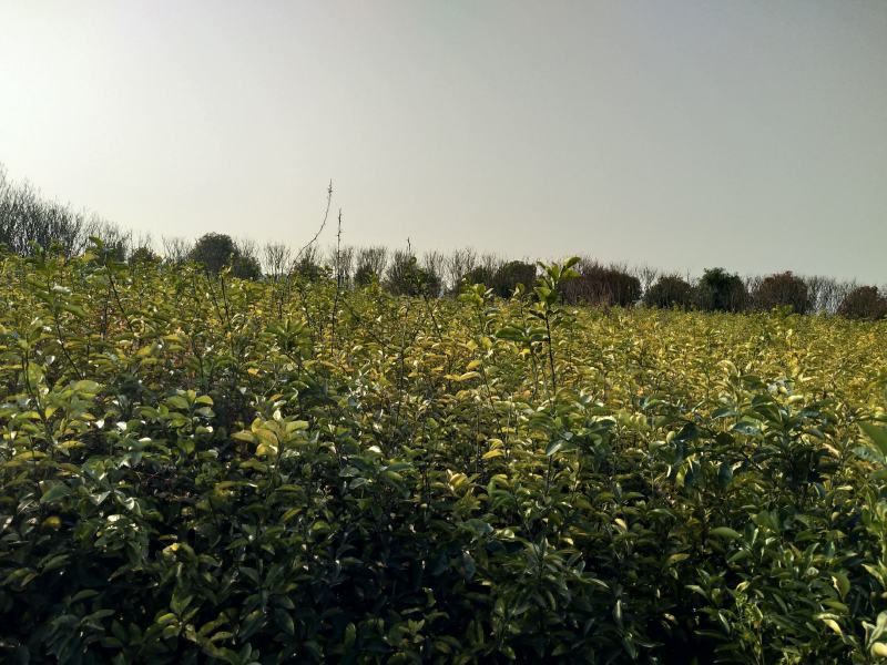 江西商洲2年枳壳苗，药性高