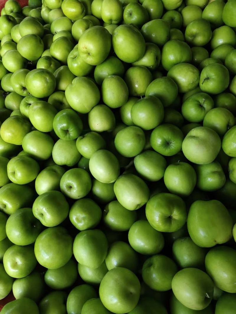 云南省，临沧，孟定种植，台湾大青枣