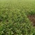 红根蒜苗20至40公分