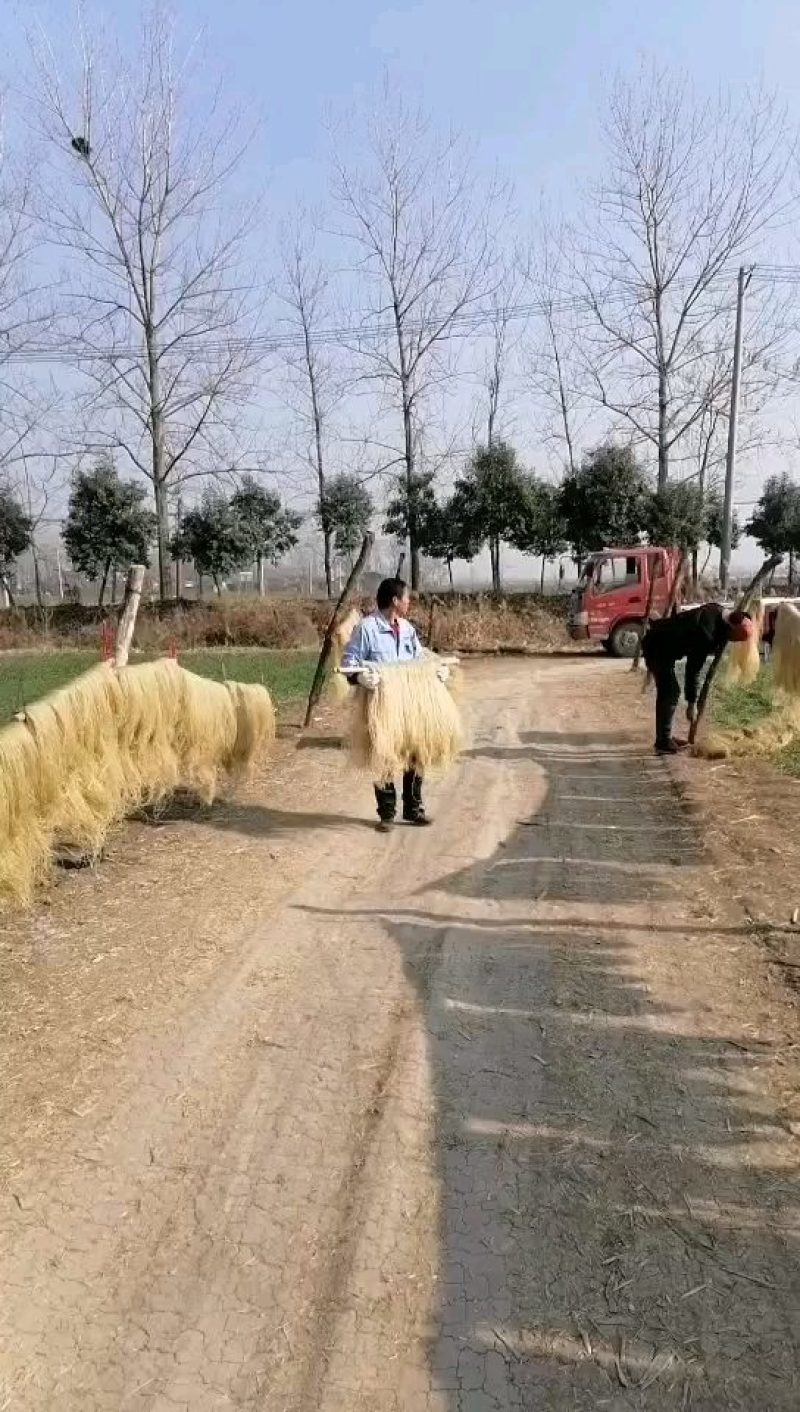 安徽粉丝精品粉条基地直销欢迎考察地瓜粉条红薯红芋粉