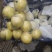 深州水果基地：益诚果品皇冠梨纸袋250~300g