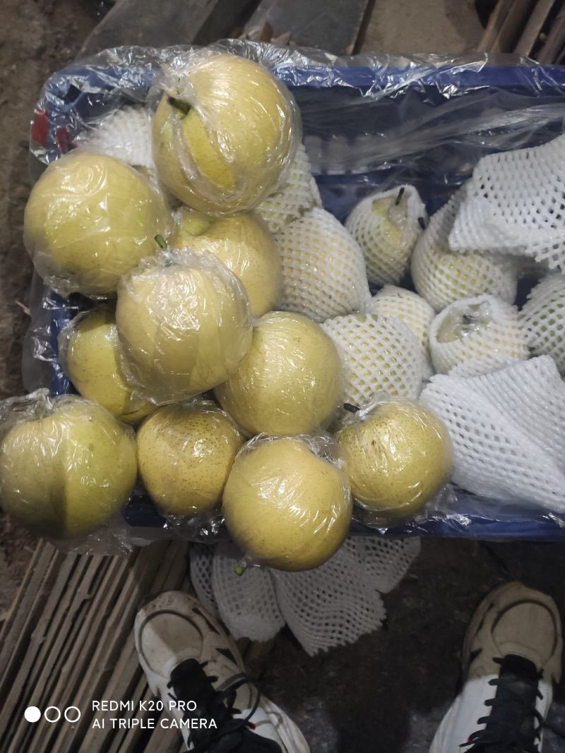 深州水果基地：益诚果品皇冠梨纸袋250~300g