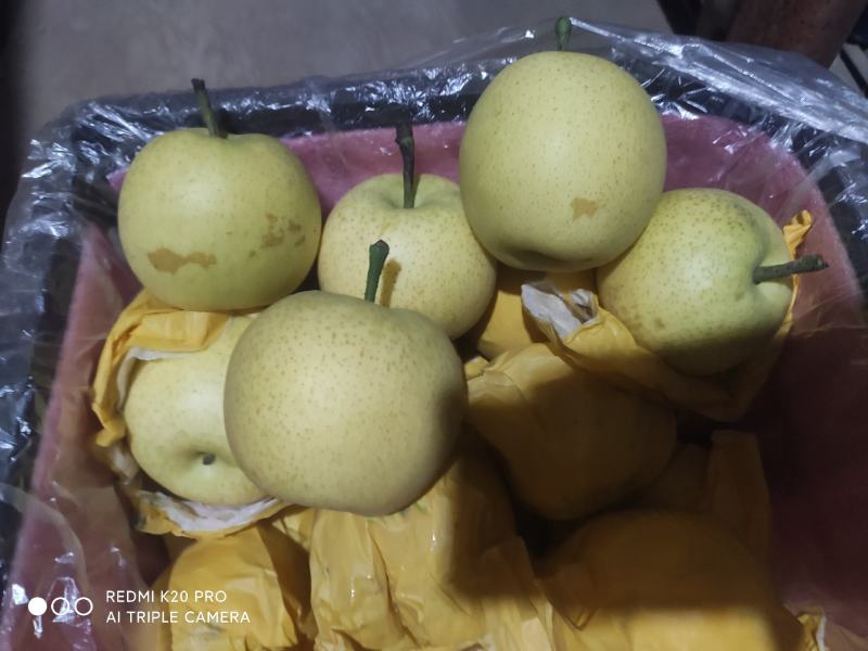 深州水果基地：益诚果品皇冠梨纸袋250~300g