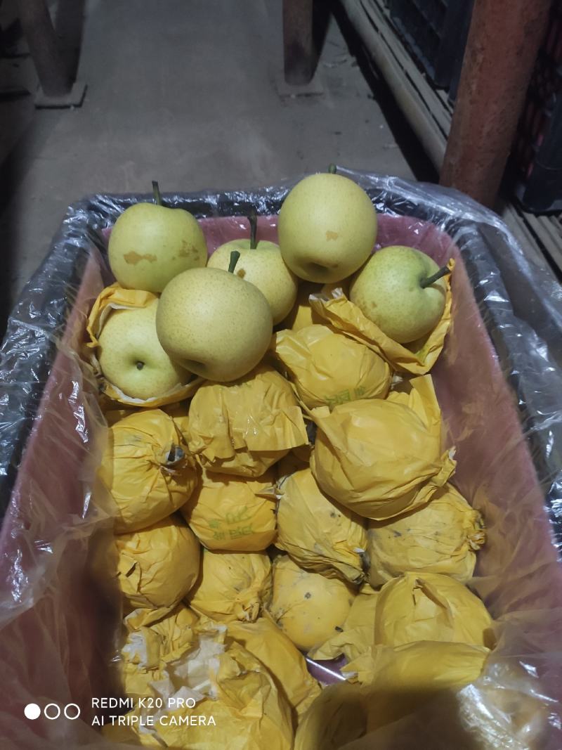 深州水果基地：益诚果品皇冠梨纸袋250~300g