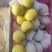 深州水果基地：益诚果品皇冠梨纸袋250~300g