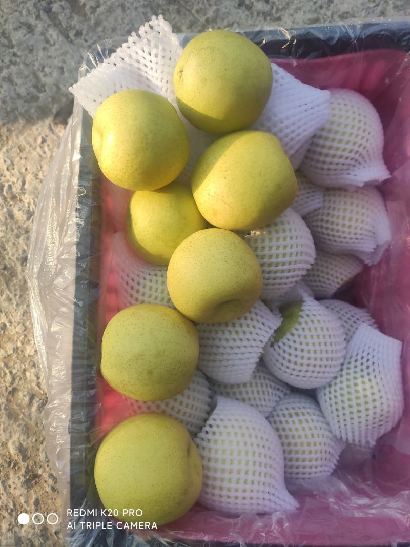 深州水果基地：益诚果品皇冠梨纸袋250~300g