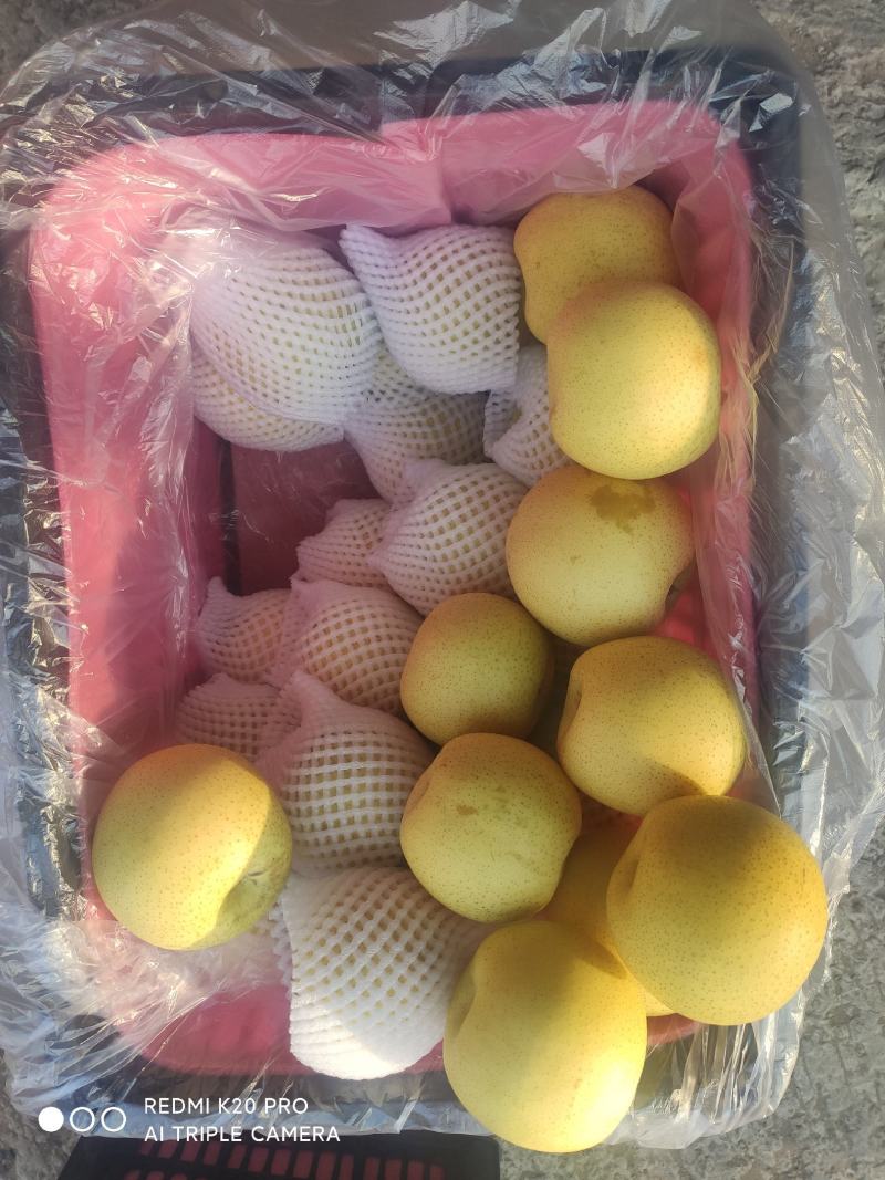 深州水果基地：益诚果品皇冠梨纸袋250~300g