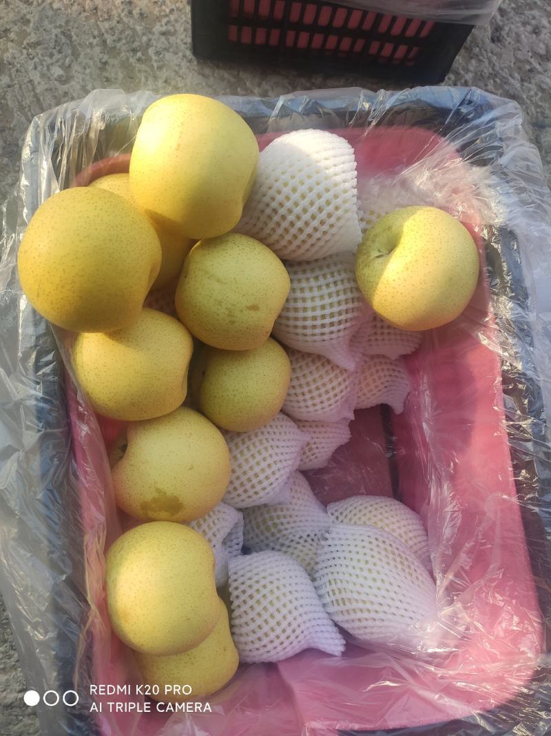 深州水果基地：益诚果品皇冠梨纸袋250~300g